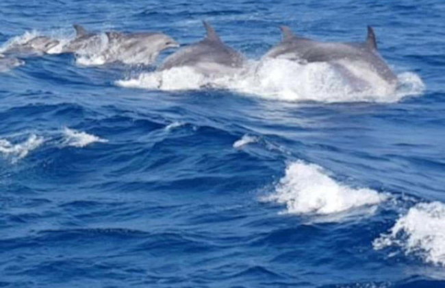Tour in catamarano del Cap de Creus - Foto 6
