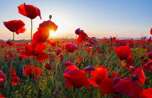les coquelicots en baie de Somme - Foto 12
