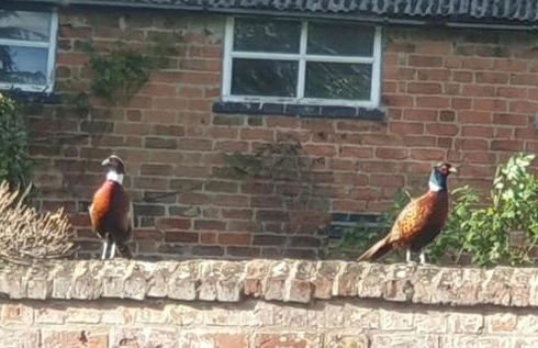 Cosy Hutch - Foto 15