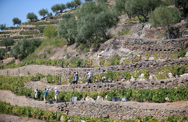 QUINTA DA FAISCA - Agro Turismo - Foto 9