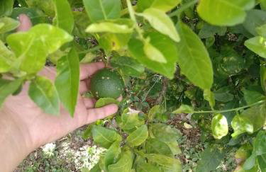 Chácara Vô Chico - Foto 16