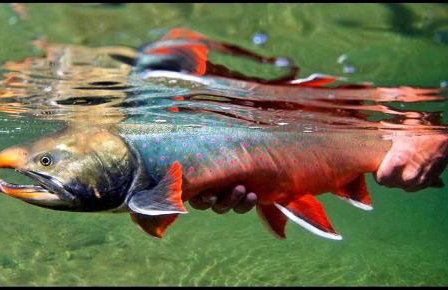 Riverfront Cabin Rental with All Meals Included inside Katmai National Park on the Alagnak Wild River, Alaska - Foto 17
