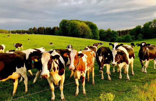 4-Zimmer Apartment auf Resthof - Foto 5