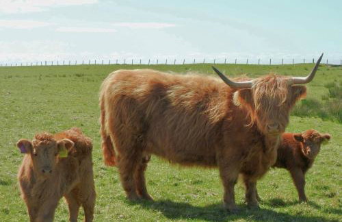 Primrose Cottage - Foto 3