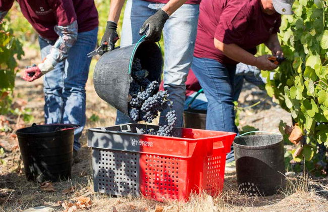 Quinta São Luiz Wine Tasting - Photo 7