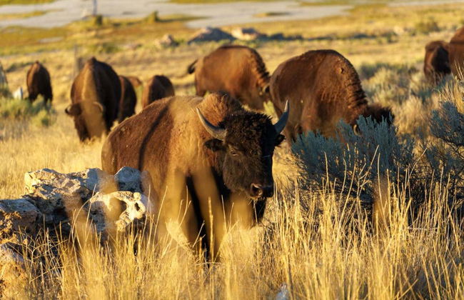 Antelope Island Tour - Photo 6