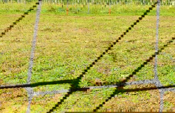 Agriturismo il Pioppeto - Foto 39