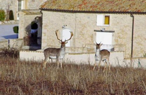 La Bastide du Père Marius - Foto 1
