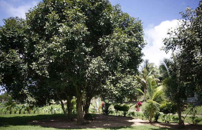 Maui Creek Bures - Foto 26