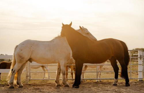 Reethaus 4B - Foto 42