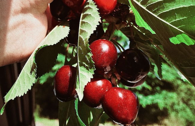 Gems of Pinakates - Foto 51