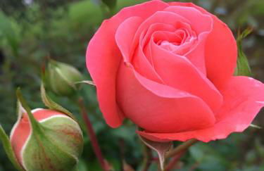 Le Coccole Del Trasimeno - Foto 70