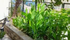 Γοργονα - Foto 4, Garden