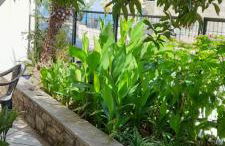 Γοργονα - Foto 4