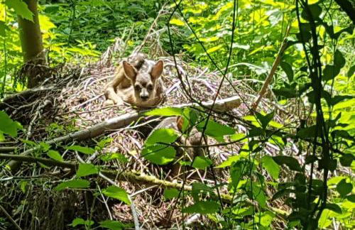Ferienwohnung Landidyll, Whirlpool, Minipigs, Ponys, Familien - Foto 30