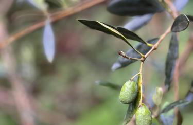 Casa Alamanda - Foto 22