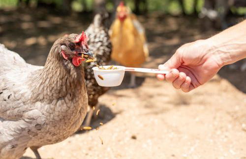 Stay on a 350-acre Cattle Ranch! Brazos River! Tubing! Petting zoo! - Foto 31