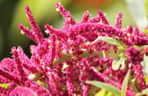 Gemuetliche Ferienunterkuenfte mit Garten in Zweedorf - Foto 84