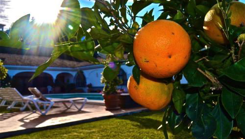 CASA MICHAEL - El Paraiso, Marbella - Foto 5, Garden