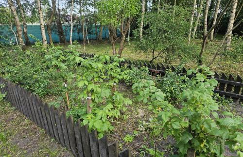 Dom Pod Brzozami Lipinki Bory Tucholskie basen - psy, koty mile widziane! - Photo 34