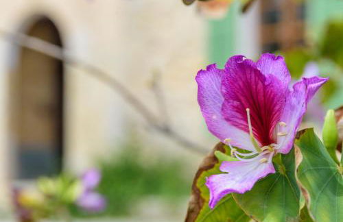 Agroturisme Subies - Foto 43