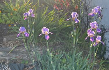 Três Figos - Foto 62