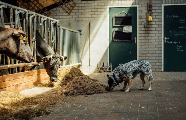 Lamperse hei - Foto 37