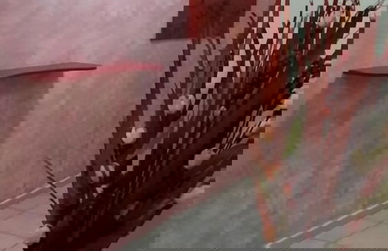 Il Tulipano - Foto 22