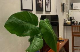 Blue House Casa de temporada no brejo - Photo 9