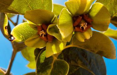 Afrikan Krisant Tenerife, Casa Rural Ecologica - Foto 45