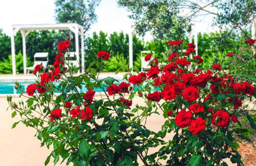 Tenuta Afra - Foto 79