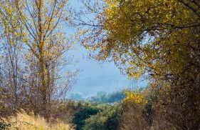 El Pinsapo Casa Rural - Foto 44