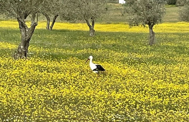 Quinta Retreat With Pool and Olive Grove - Foto 50