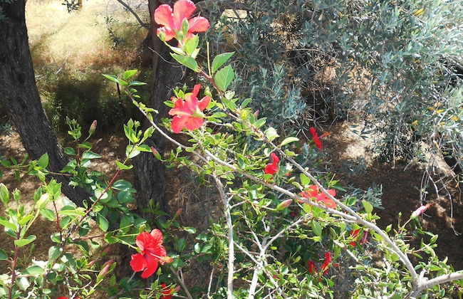 Meltemia Studio Samos Near the Beach - Foto 29