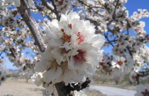 Cortijo La Estrella - Photo 29