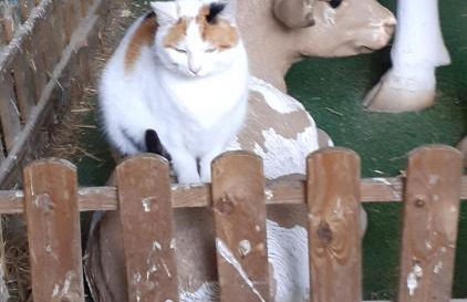 Ferienwohnung Kerstenhof - Foto 29