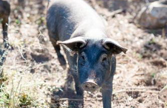 Finca Es Cabas - Foto 51