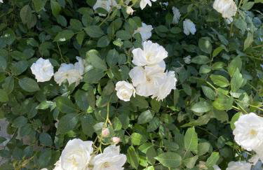 Aegean Panorama Hideaway & Pool in Samos - Foto 36