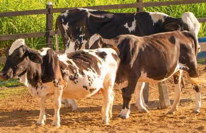 Villa Hípica - Flat com vista para o lago - Foto 40