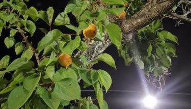 Dimora Elisabetta casa a pochi passi dal mare - Photo 3, Garden