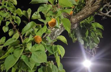 Dimora Elisabetta casa a pochi passi dal mare - Photo 3