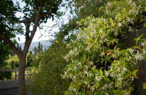 Villa Jasmine - Foto 56