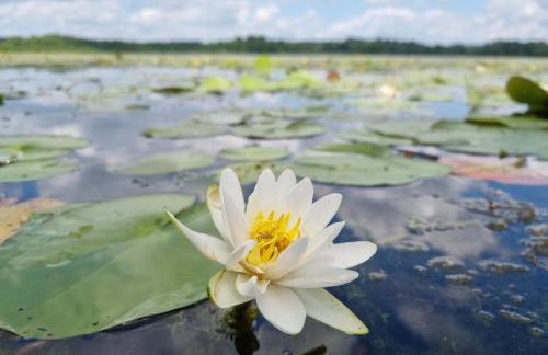 Wilczy Zew Private Spa & Nature - Foto 48