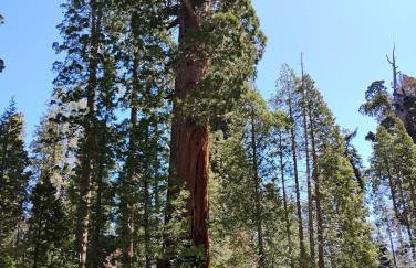 Peaceful Pines Place, a cozy mountain hideaway wAC - Foto 10