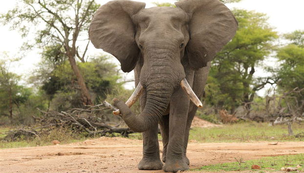 Podremos contemplar de cerca a los elefantes africanos