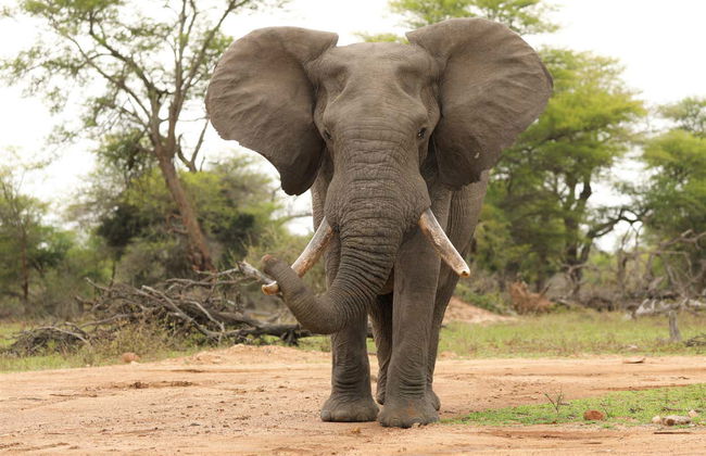 Safári de 3 dias pelo Parque Nacional Kruger - Foto 4