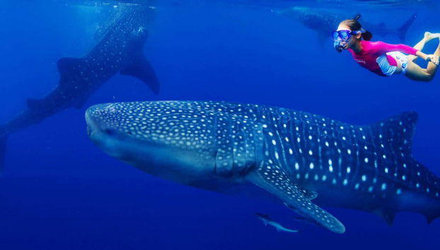 Underwater Wildlife Experience - Foto 5