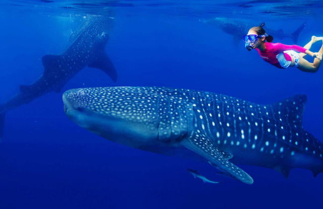 Snorkel con tiburones ballena y mantarrayas - Foto 5