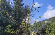 Villa Evdokia II - Foto 48