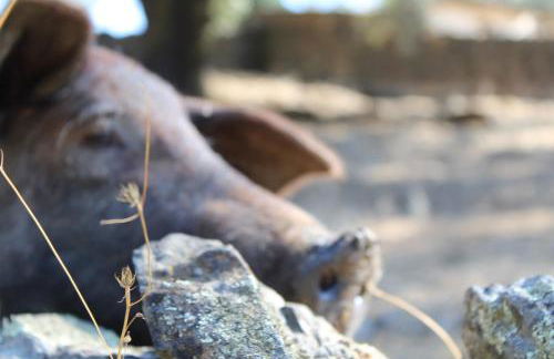 El Castañero Only Adults - Foto 27